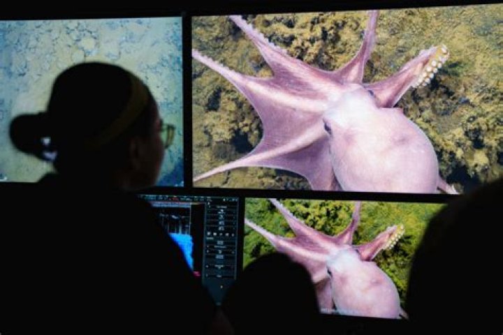 Scientists Find Rare Octopus Nurseries Off Costa Rican Coast